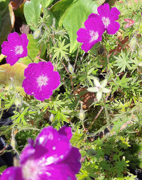 Geranium sanguineum `Vision Violett`